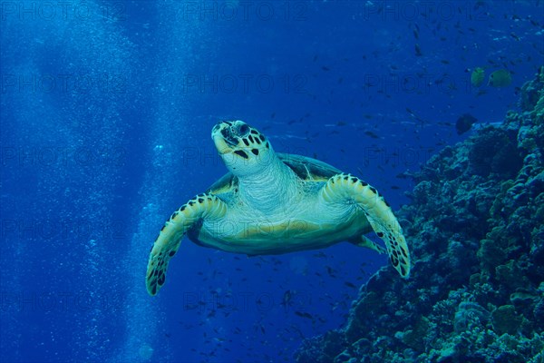 Hawksbill sea turtle