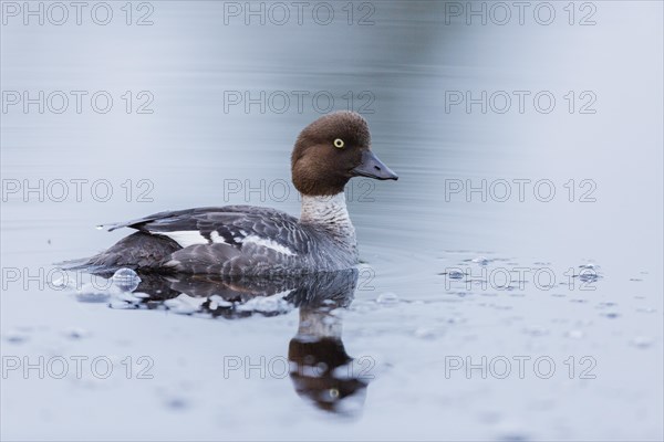 Common Goldeneye