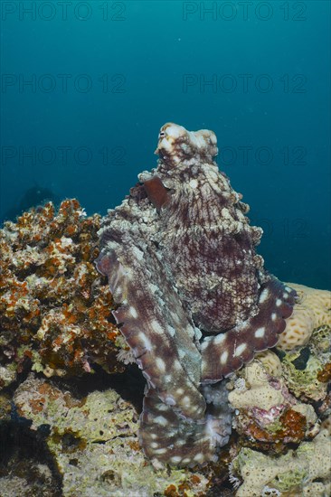 Great Blue Octopus