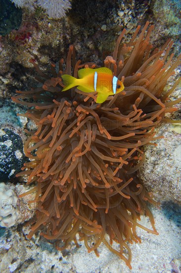 Fluorescent bubble-tip anemone