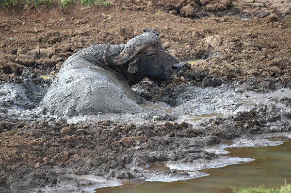 African buffalo