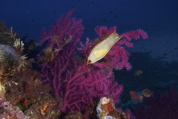 Egg capsule of nursehound