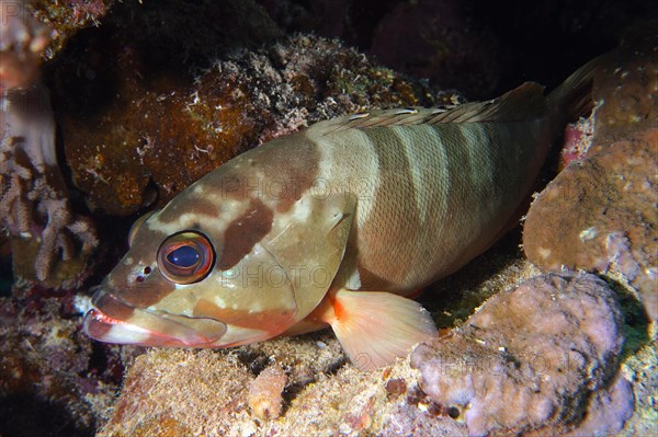 Blacktip grouper