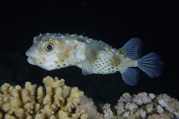 Spotbase burrfish