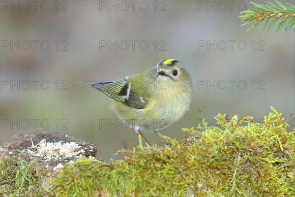 Winter Goldcrest