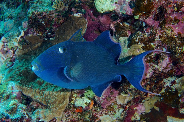 Blue triggerfish