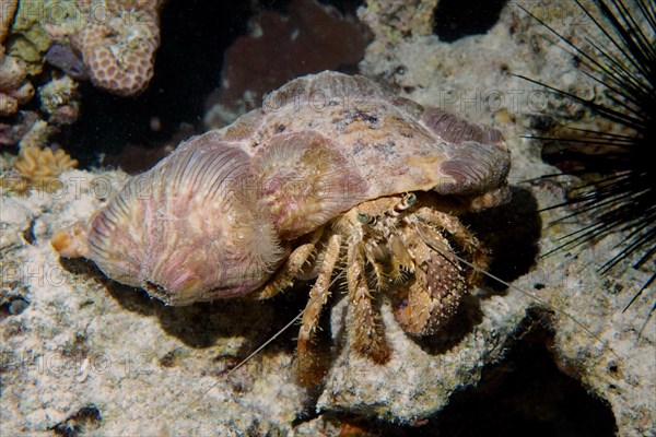 Anemone hermit crab