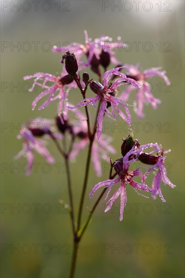 Ragged robin