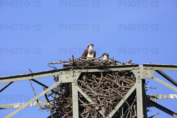 Western osprey