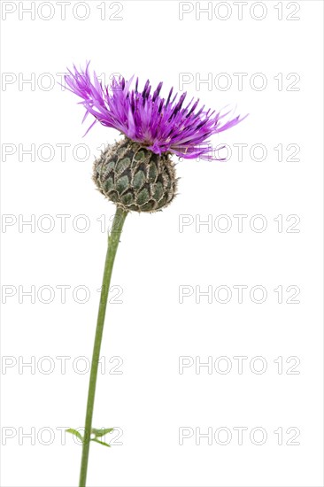 Brown knapweed