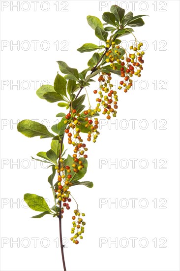 Korean barberry