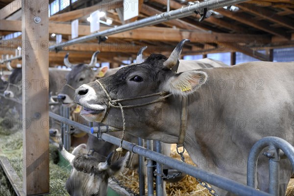 Brown Swiss Dairy Cow