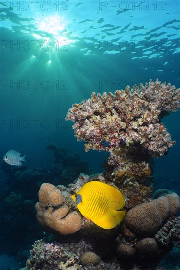 Bluecheek butterflyfish