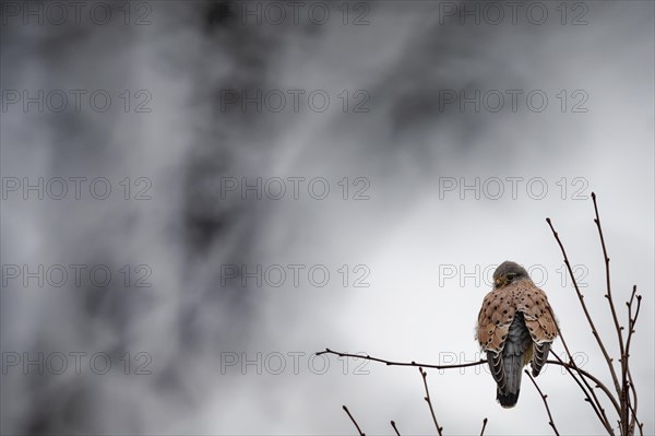 Common kestrel