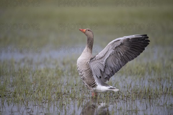 Greylag Goose