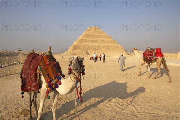 Egyptian man with camelid