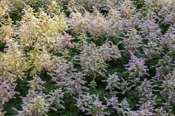 Astilbe Peach Blossom