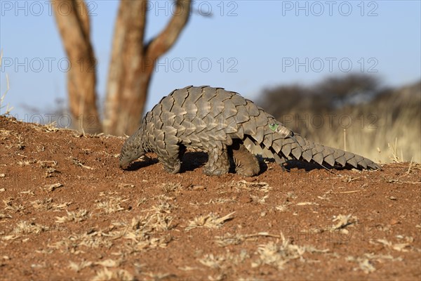 Ground pangolin