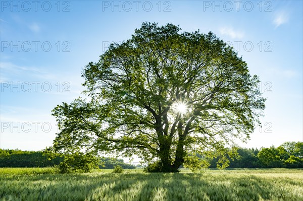 English oak