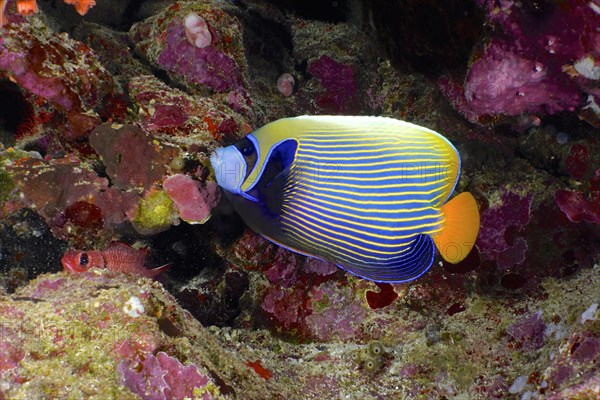 Emperor angelfish