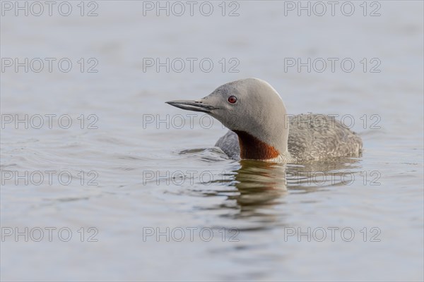 Red-throated diver