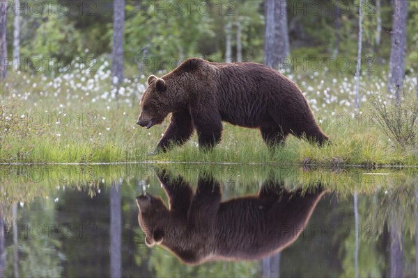 Brown bear