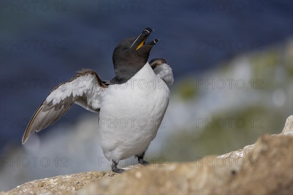 Razorbill