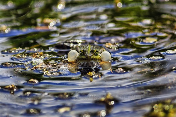 Pond frog