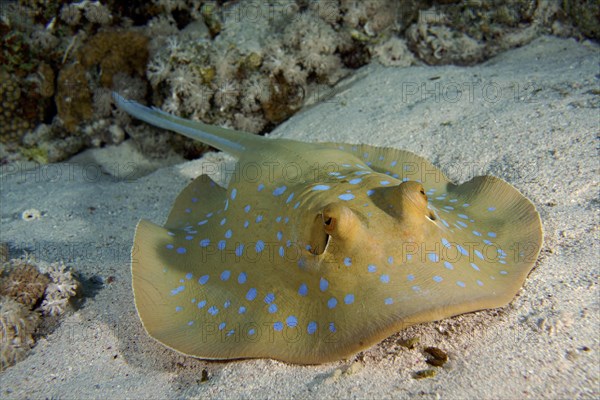Portrait of bluespotted ribbontail ray