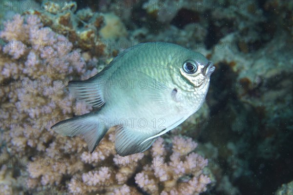 Maldives damselfish