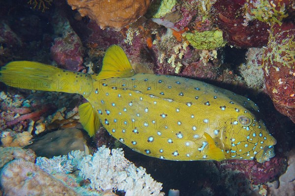 Yellow boxfish