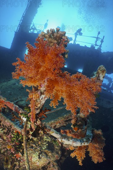 Hemprichs tree coral