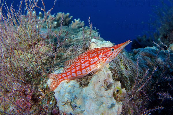 Longnose hawkfish