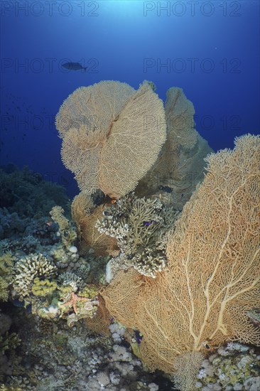 Giant sea fan