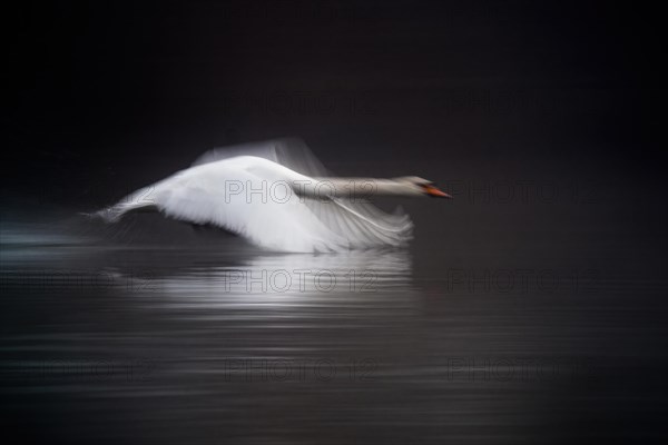 Mute Swan