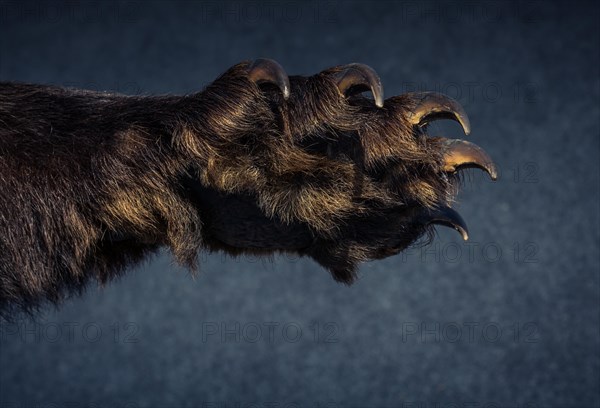 Black Bear Paw With sharp Claws in view