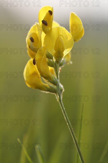 Meadow vetchling