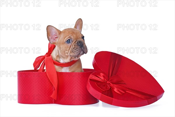 Red fawn French Bulldog dog puppy in Valentines Day gift box in shape of red heart on white background