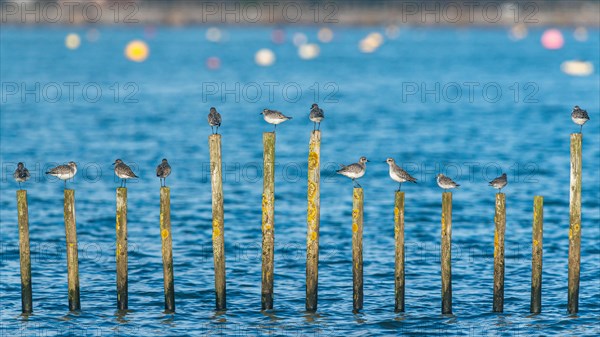 Grey Plover