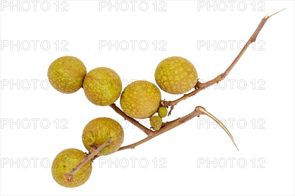 Longan