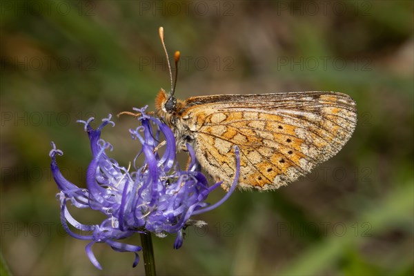 Golden Fritillary