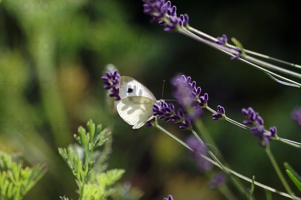 Small white