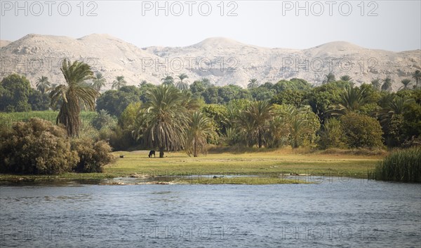 Palm landscape on the Nile