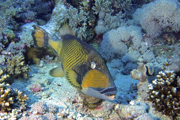 Titan triggerfish