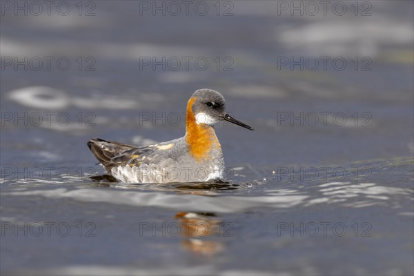 Red-necked phalarope