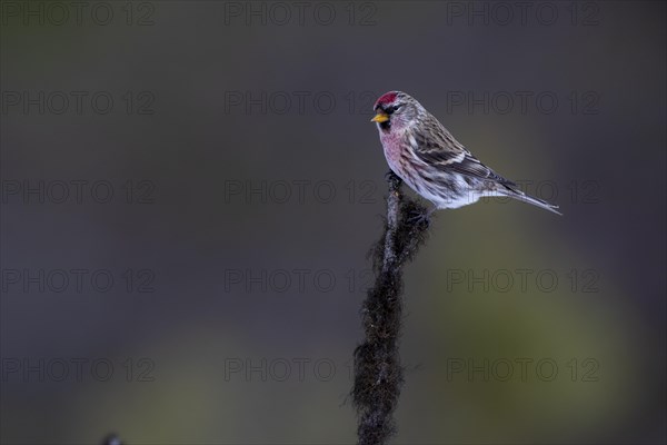 Common Redpoll