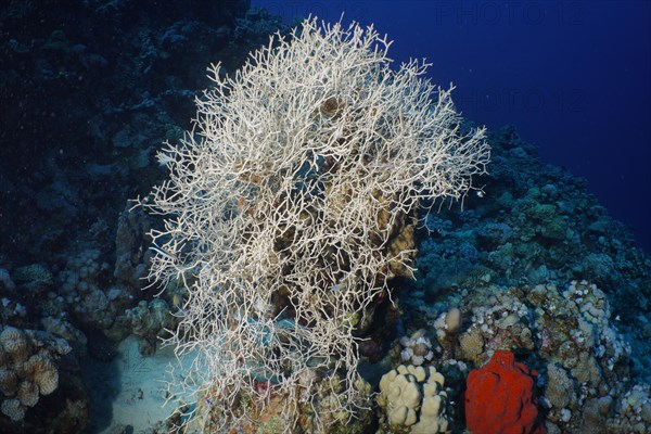 Bush Knot Coral