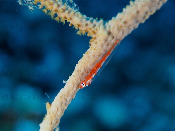 Dwarf Goby