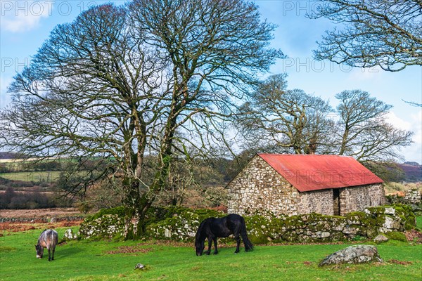 Panorama of Emsworthy Mire