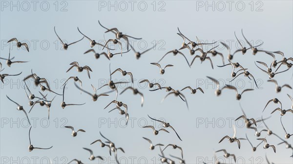 Grey Plover